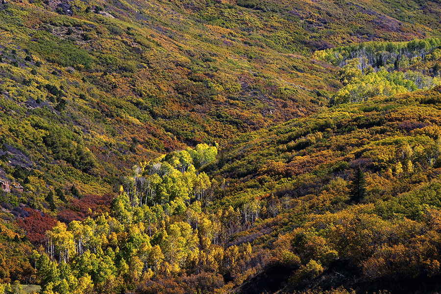 Dense hills covered with green, yellow, and brown trees in early autumn.