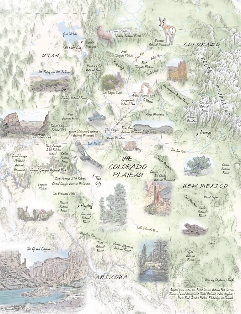 Illustrated map of the Colorado Plateau showing major landmarks, animals, and vegetation across regions of Utah, Colorado, New Mexico, and Arizona.