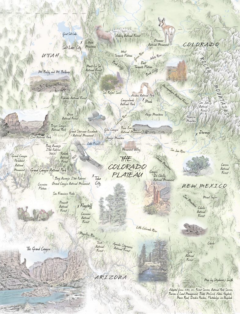 Illustrated map of the Colorado Plateau showing major landmarks, animals, and vegetation across regions of Utah, Colorado, New Mexico, and Arizona.