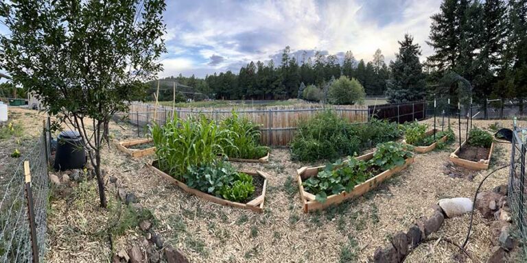 A backyard garden with several raised wooden beds containing various vegetables, surrounded by a wooden fence and bordered by trees under a partly cloudy sky.