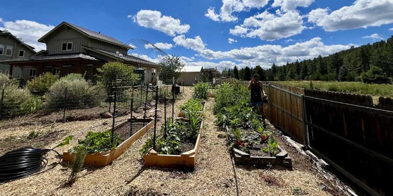 A person stands next to raised garden beds filled with various plants in a backyard garden on a sunny day, with houses and trees in the background.
