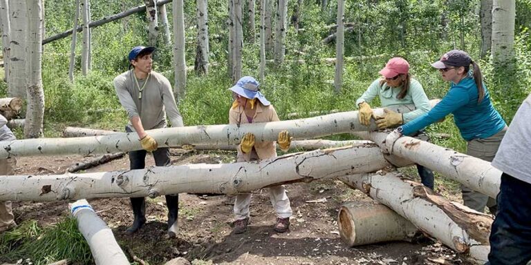 Four people wearing gloves and hats work together to move large tree trunks in a forested area.