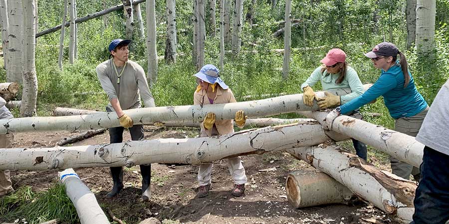 Four people wearing gloves and hats work together to move large tree trunks in a forested area.