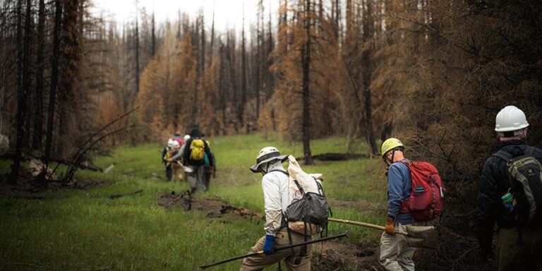 A group of people in protective gear walk through a forest with burnt trees and patches of green grass, carrying tools and backpacks.