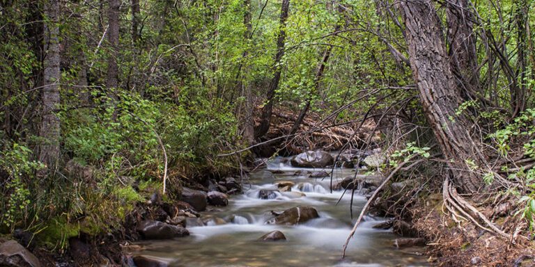 A small stream flows over rocks through a dense, green forest with tall trees and leafy undergrowth.