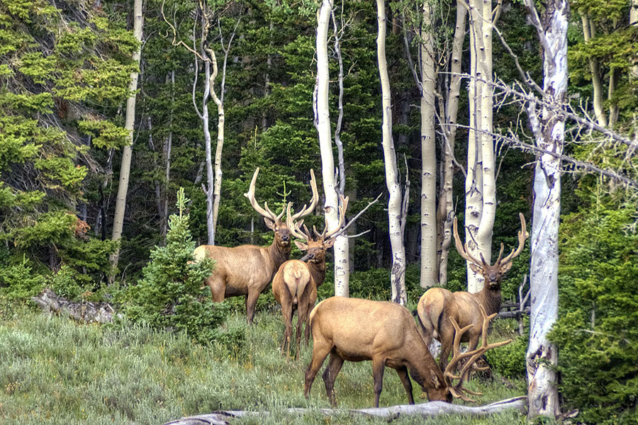 Four elk with large antlers stand and graze among trees in a forested area with grass and underbrush, a quiet reminder to take action in preserving such natural habitats.