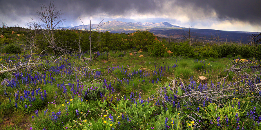 Wildflowers and green grasses cover a field with scattered bare branches under a cloudy sky, with distant mountains visible on the horizon.