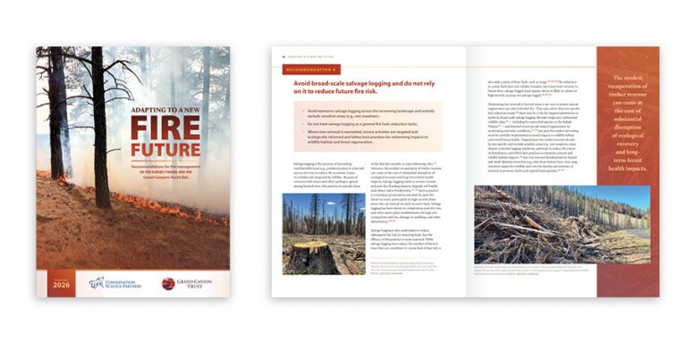 Report cover and inner pages featuring images of forest fire aftermath, burnt trees, and text discussing forest management and fire risk reduction.